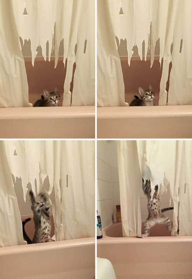 L'attaque du rideau de douche