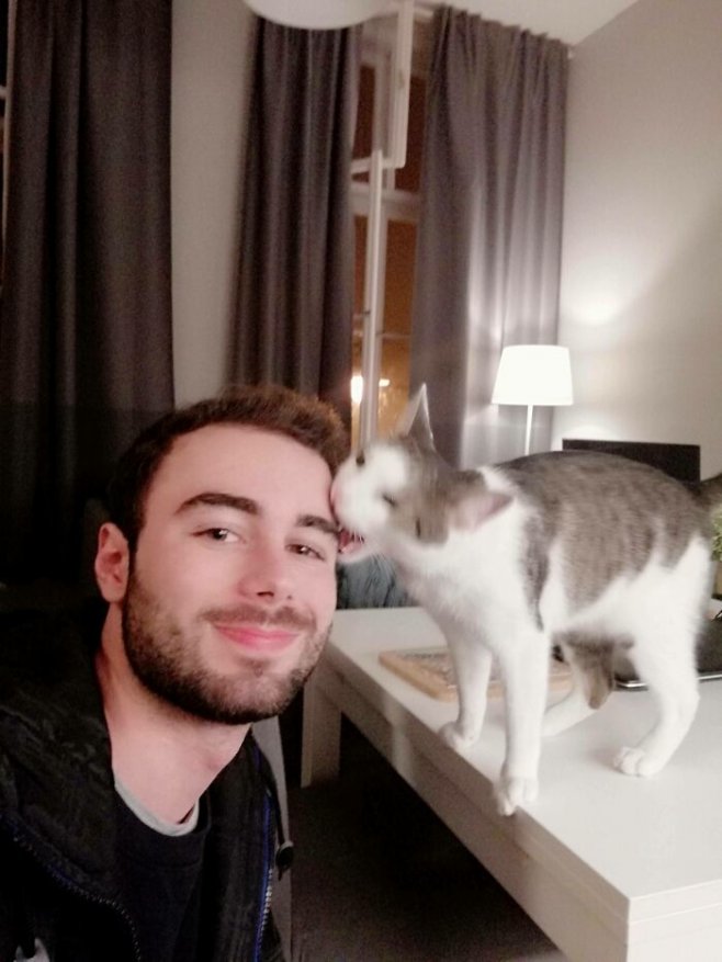Apparemment, ce chat n'aime pas les selfies.