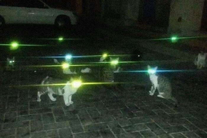 Attention invasion de chats mutants