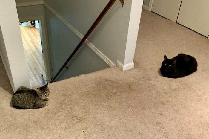 Ces deux chats respectent mieux la distanciation sociale que certains humains