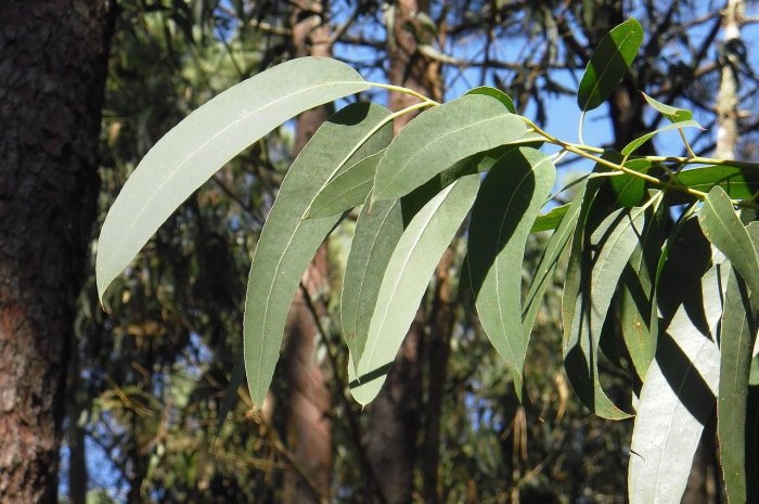 L'eucalyptus 