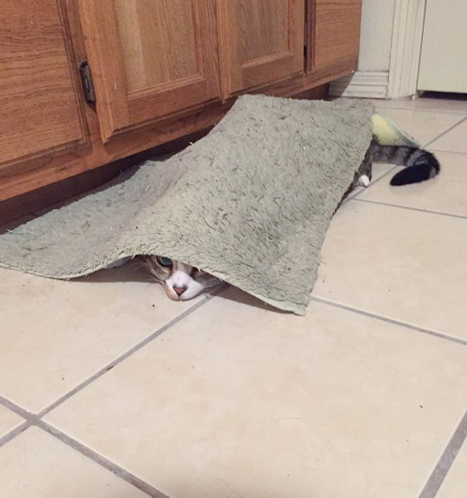 Caché sous le tapis de cuisine