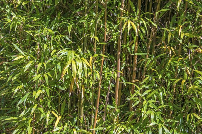 Le bambou 