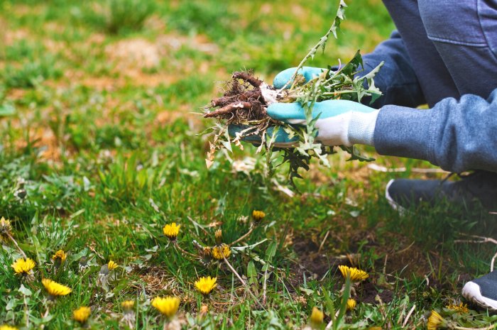 4-Retirer les mauvaises herbes et les fleurs fanées 