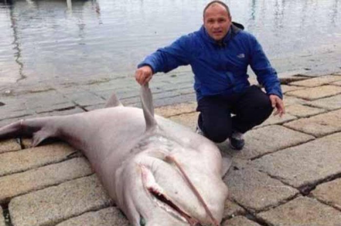 Corse : un pêcheur découvre un requin de 3m dans ses filets