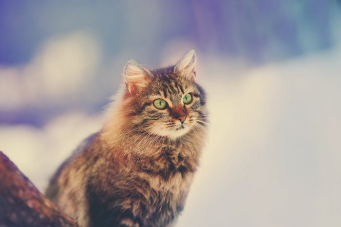 8. Le Sibérien : 1595 chats inscrits au pedigree LOOF en 2019