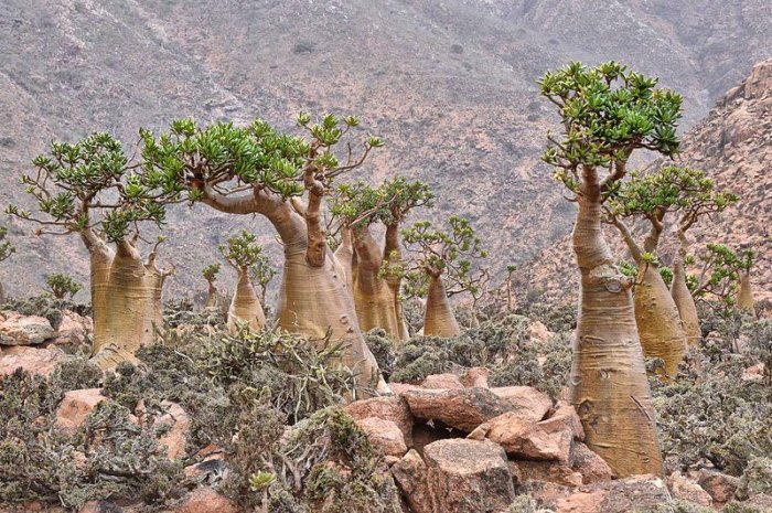 Île Socotra, Yémen