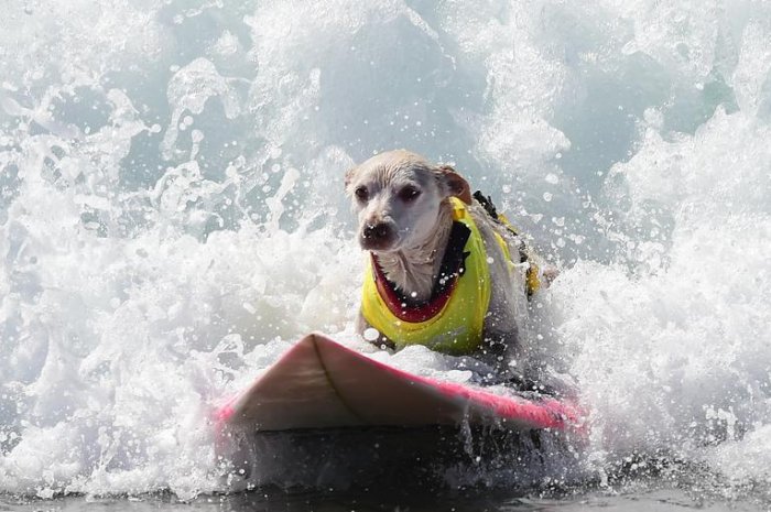 Ces chiens qui surfent la vague !
