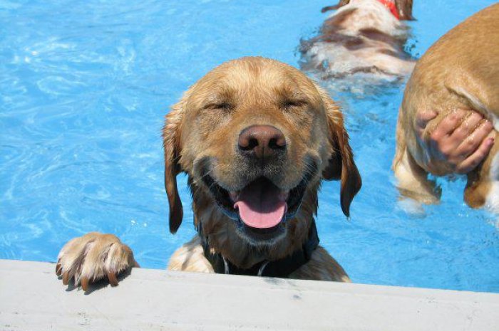 Une piscine pour chiens : la bonne idée !