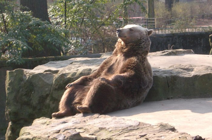 La photo originale de l'ours se prélassant au soleil