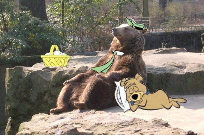 Yogi l'ours en chair et en os