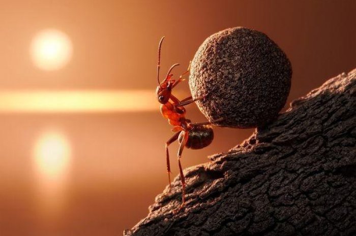 Photos : plongez au coeur de la vie d'une colonie de fourmis