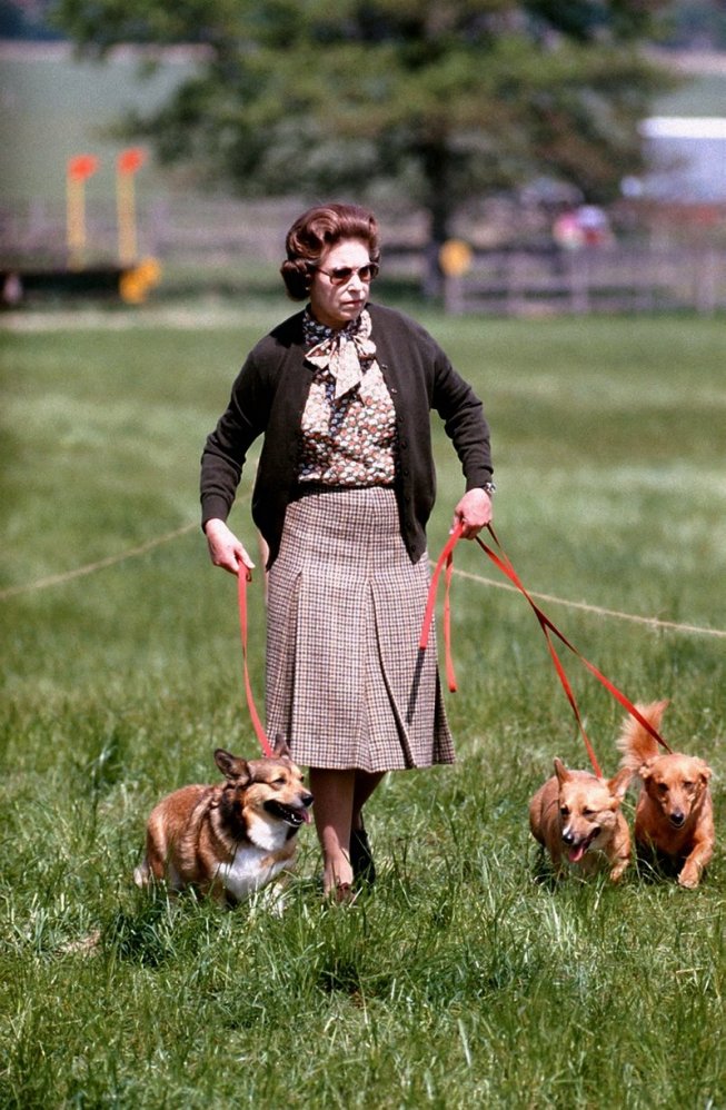 Elizabeth II en promenade avec ses corgis