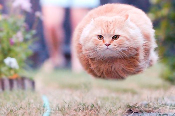 Un chat volant