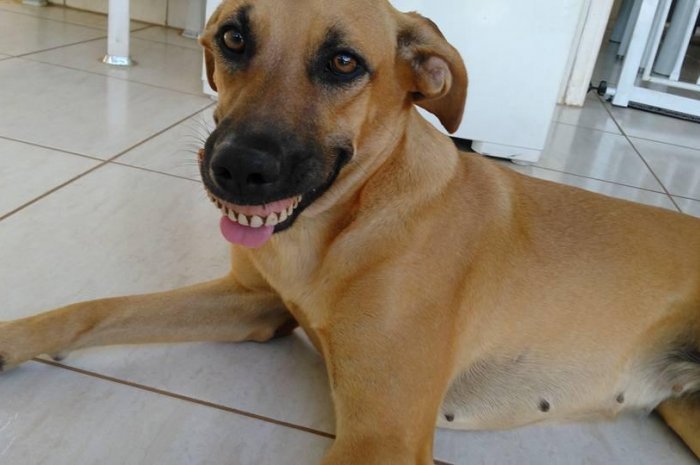 Avez-vous déjà vu un chien avec un dentier ? Maintenant, oui !