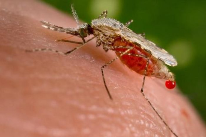 Le moustique est en tête. Il serait responsable de 2 millions de morts par an.
