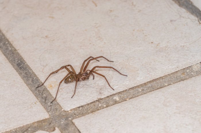 "Dans mon salon j’ai aperçu une araignée grosse comme le pouce d’un homme"