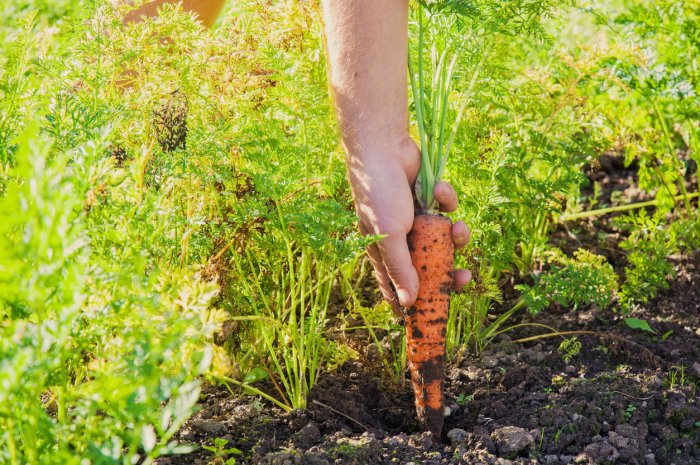 Semer les carottes 