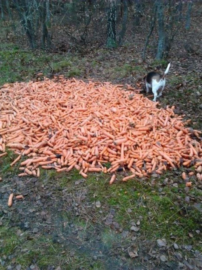Un tas de carottes&nbsp;