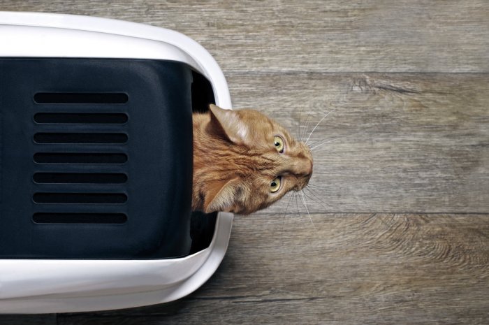 Votre chat utilise plus souvent sa litière