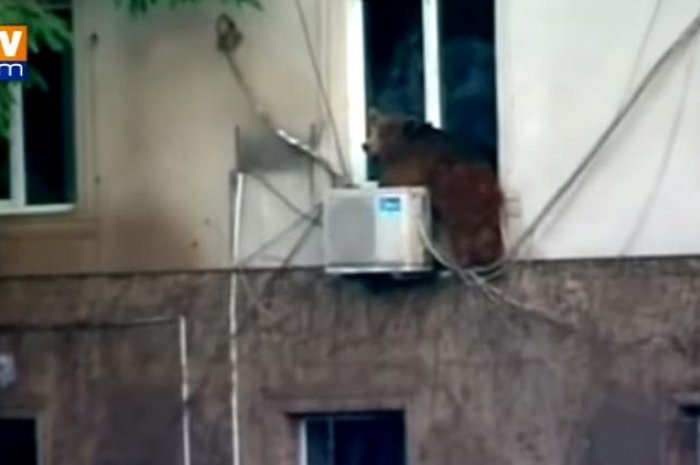 Un ours a trouvé refuge sur un immeuble du centre-ville