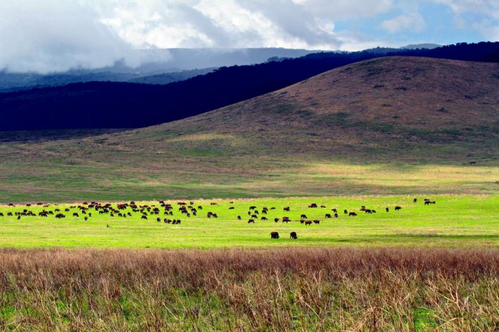 Cratère de Ngorongoro, Tanzanie