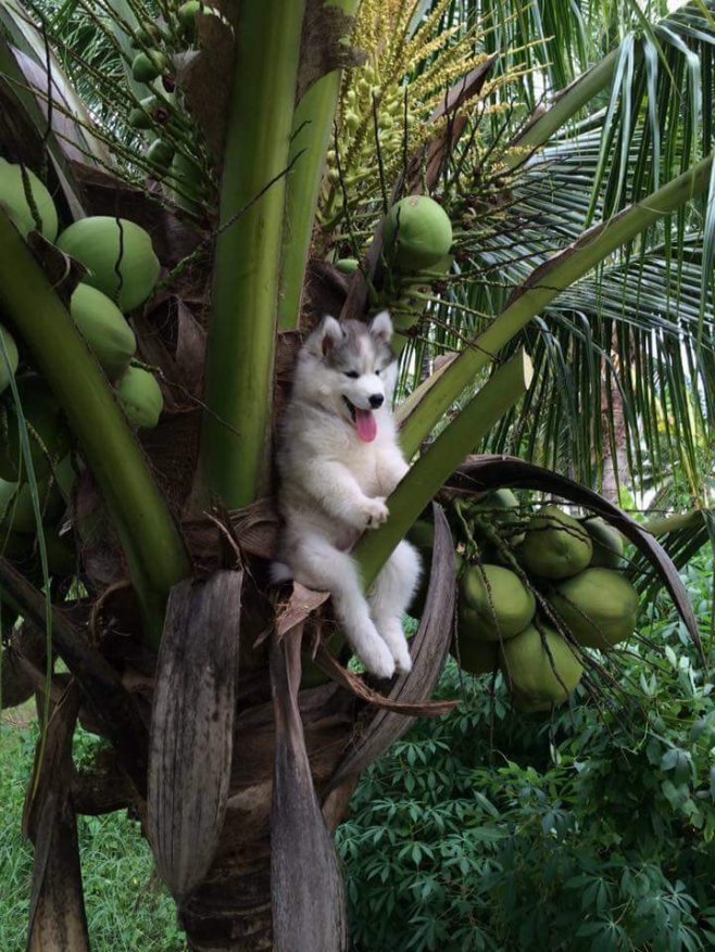La photo originale du chien perché sur un cocotier