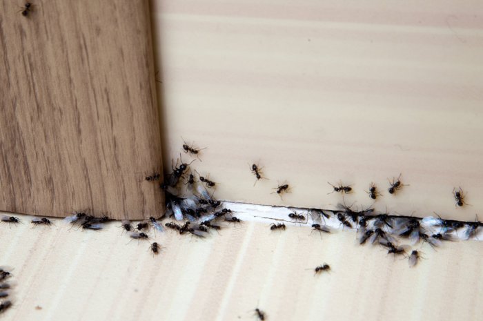 Repousser les fourmis