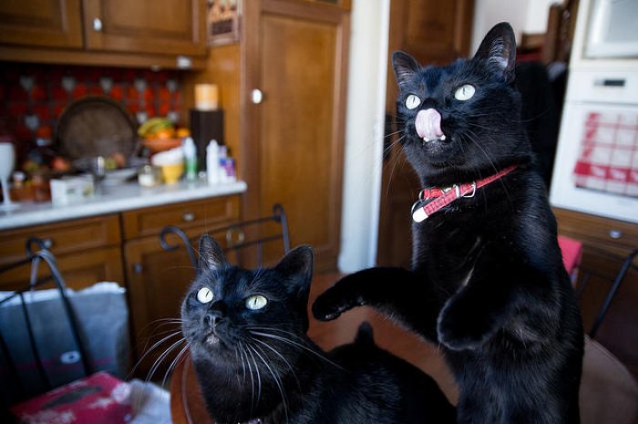 Vous allez craquer devant ces adorables chats noirs !