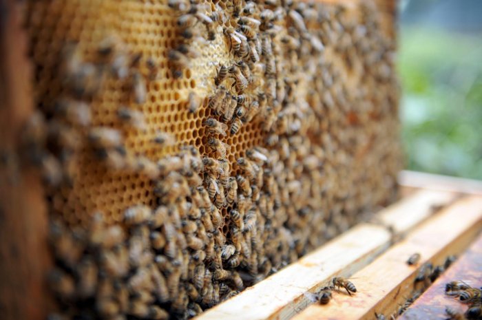 La France bannit les pesticides contre les abeilles