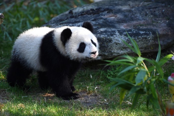 Le panda géant n'est plus menacé d'extinction&nbsp;