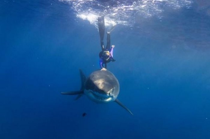 Ocean Ramsey nage avec les requins