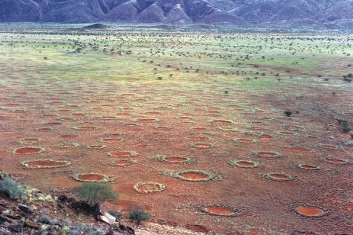 La présence de termites des sables dans les cercles