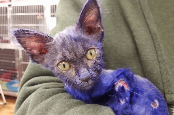 Ce chaton au pelage violet est un vrai miraculé !