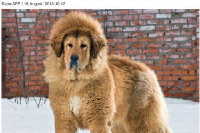 "Un zoo chinois ferme ses portes après avoir fait passer un gros chien pour un lion"