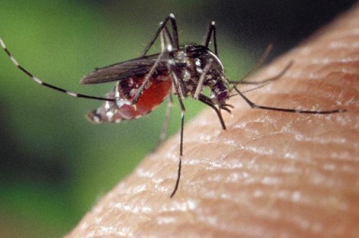 Le moustique, animal le plus meurtrier pour l'Homme