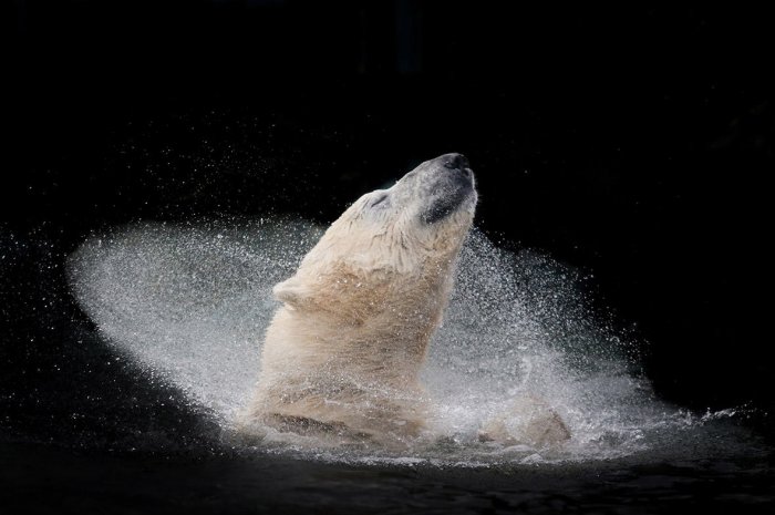 Catégorie Nature et vie sauvage : "Un ours polaire appréciant un bain"