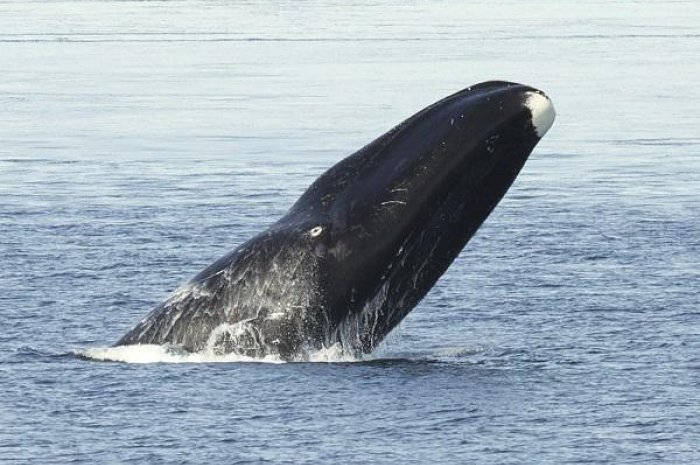 La baleine boréale peut dépasser les 200 ans