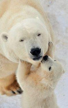 Une maman ours polaire et son petit