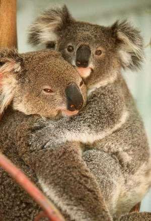 Deux adorables koalas