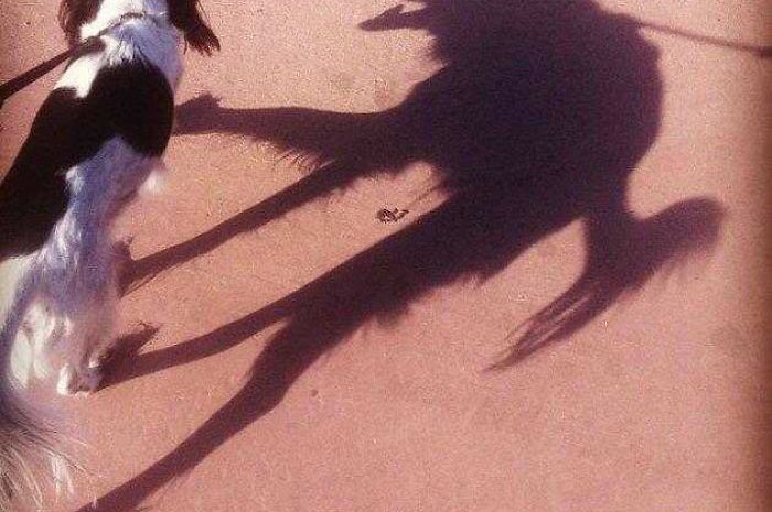 L'ombre de ce chien fait froid dans le dos