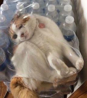 Mais comment a-t-il pu se retrouver à l'intérieur de ce pack de bouteilles d'eau ?