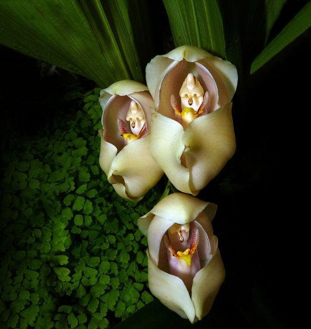 Semis orchidée 1784674-inline