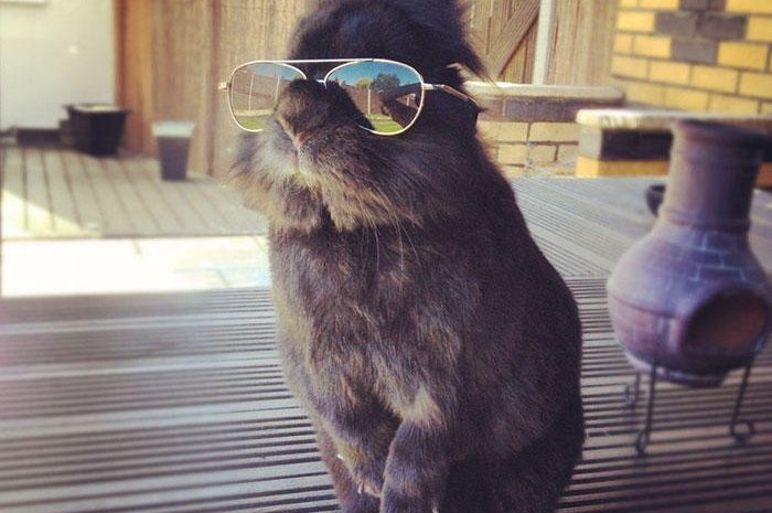 La photo originale du lapin avec des lunettes de soleil !