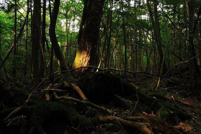 La Forêt d'Aokigahara, dîtes la forêt "suicide", au Japon