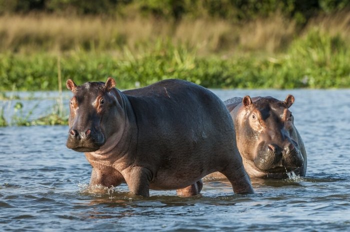 Si vous faites un safari en Afrique, quels sont ces animaux que vous pouvez prendre en photo ?