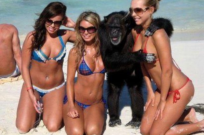 Ce chimpanzé a la cote auprès des femmes