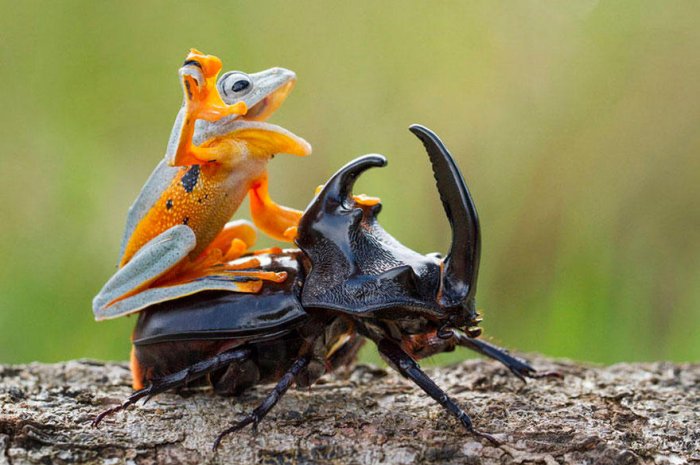 Un drôle de rodéo entre une grenouille et un scarabée
