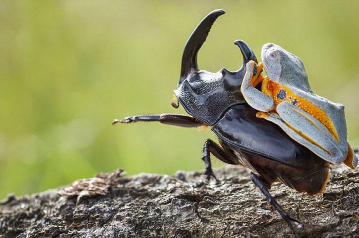 Un drôle de rodéo entre une grenouille et un scarabée