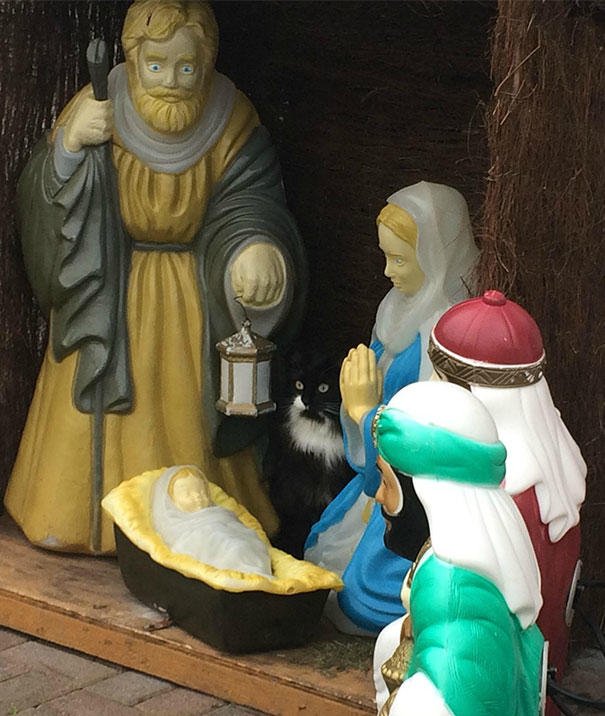 Ce chat s'incruste ni vu ni connu dans une crèche de Noël